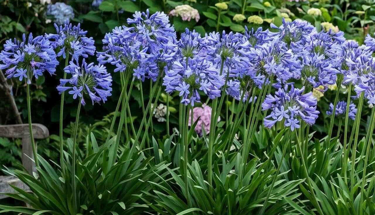 Agapanthus types