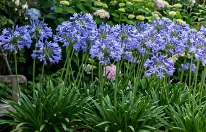 Agapanthus types