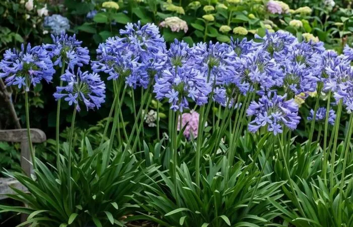Agapanthus types