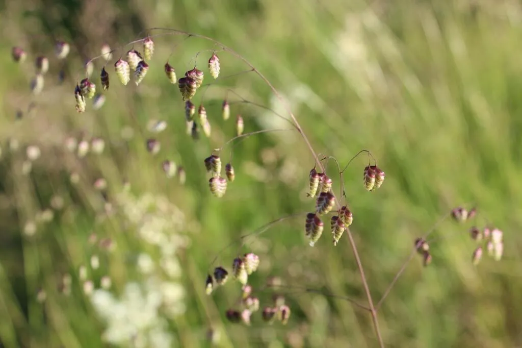 briza snake grass