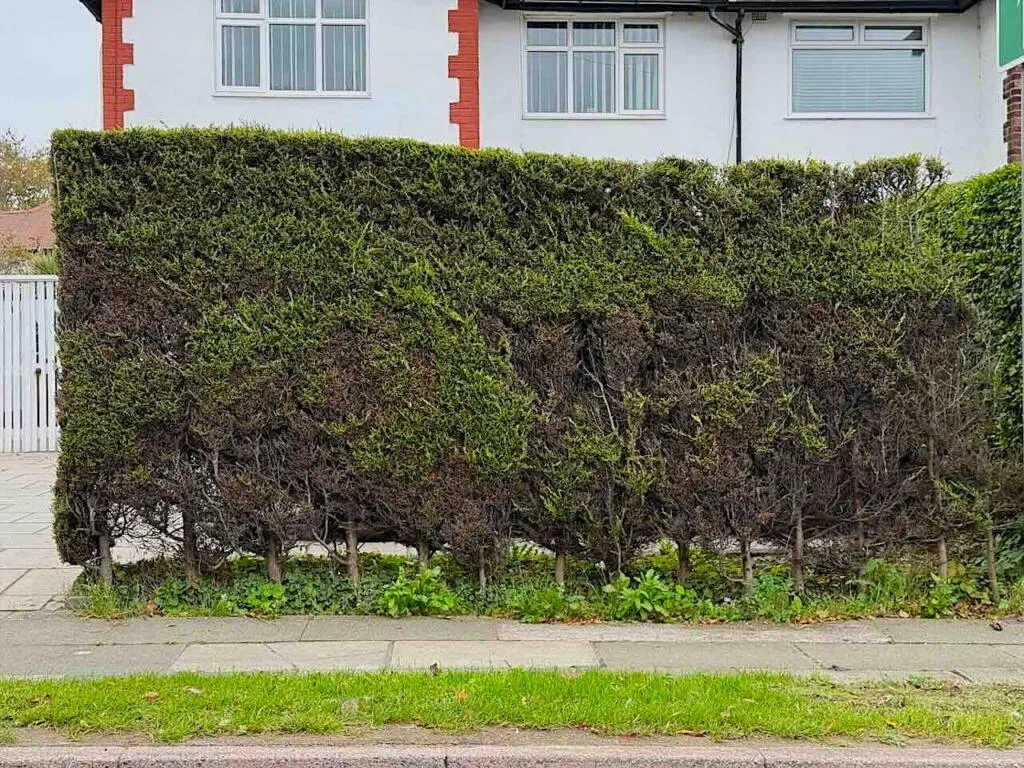 Brown hard pruned conifer hedge