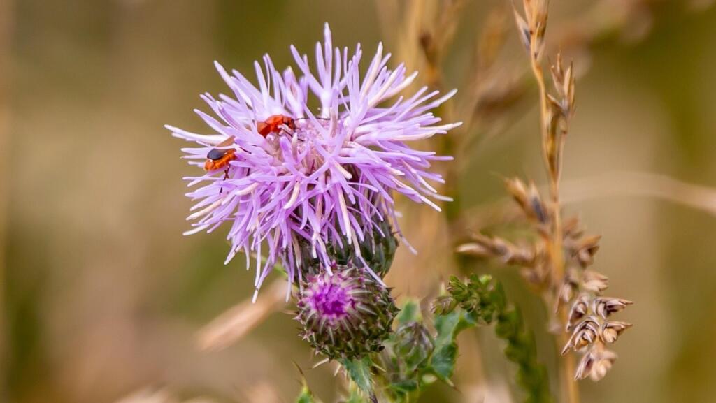 Plants for wildlife