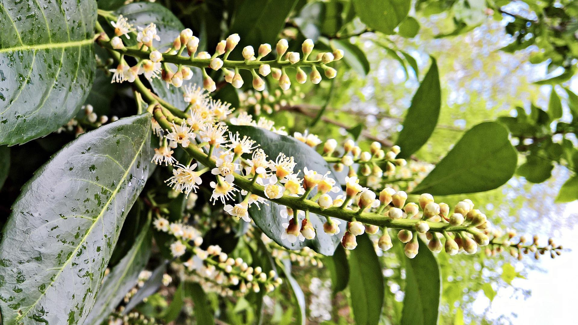 Laurel flowers
