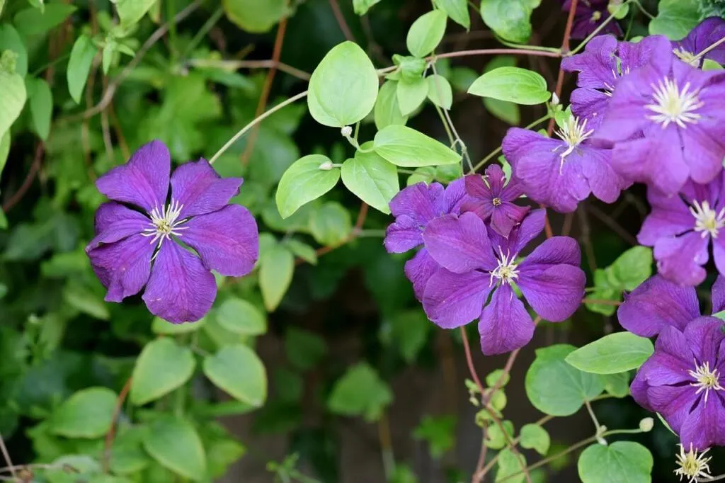 How to stop clematis wilt