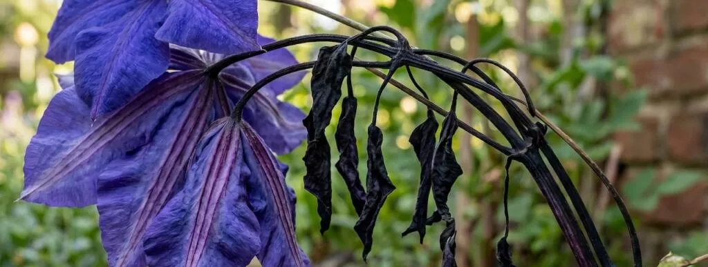 Clematis wilt