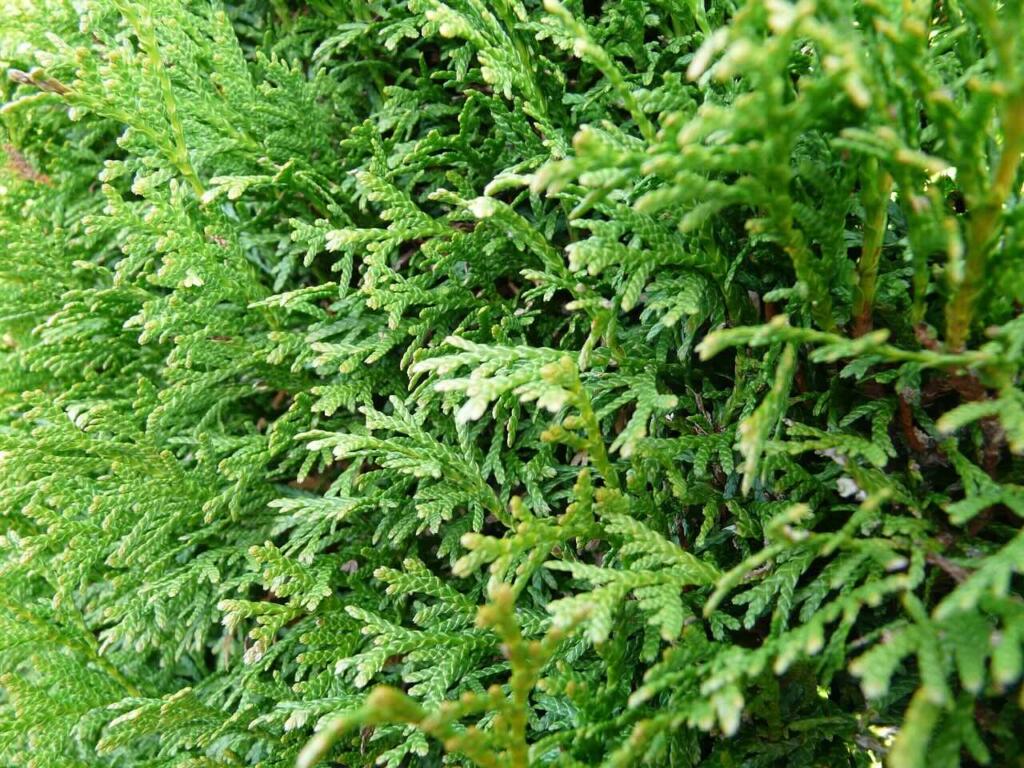 My Conifer Is Too Big: What You Can Actually Do About It - Garden Ninja:  Lee Burkhill Garden Design