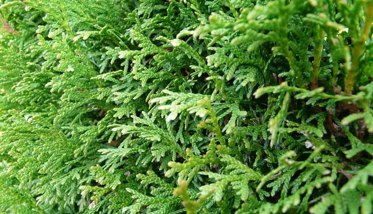 Conifer hedge cutting guide