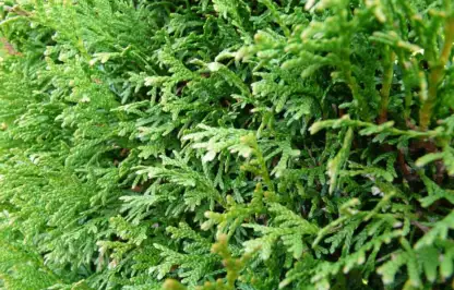 Conifer hedge cutting guide