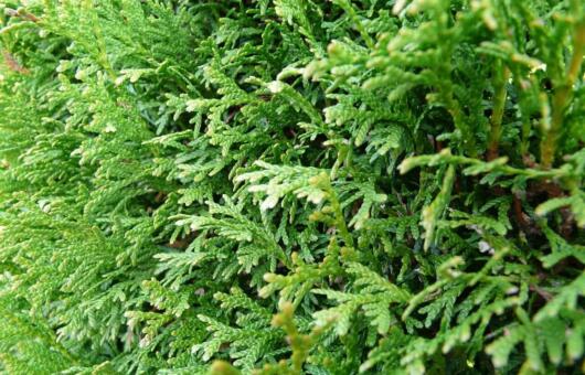 Conifer hedge cutting guide