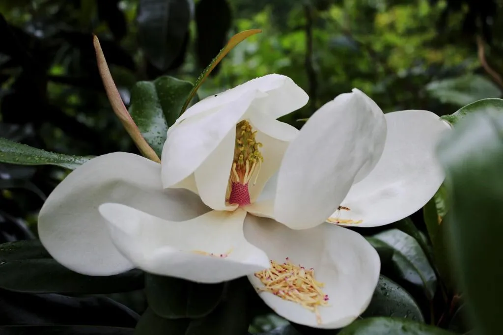 Evergreen magnolia