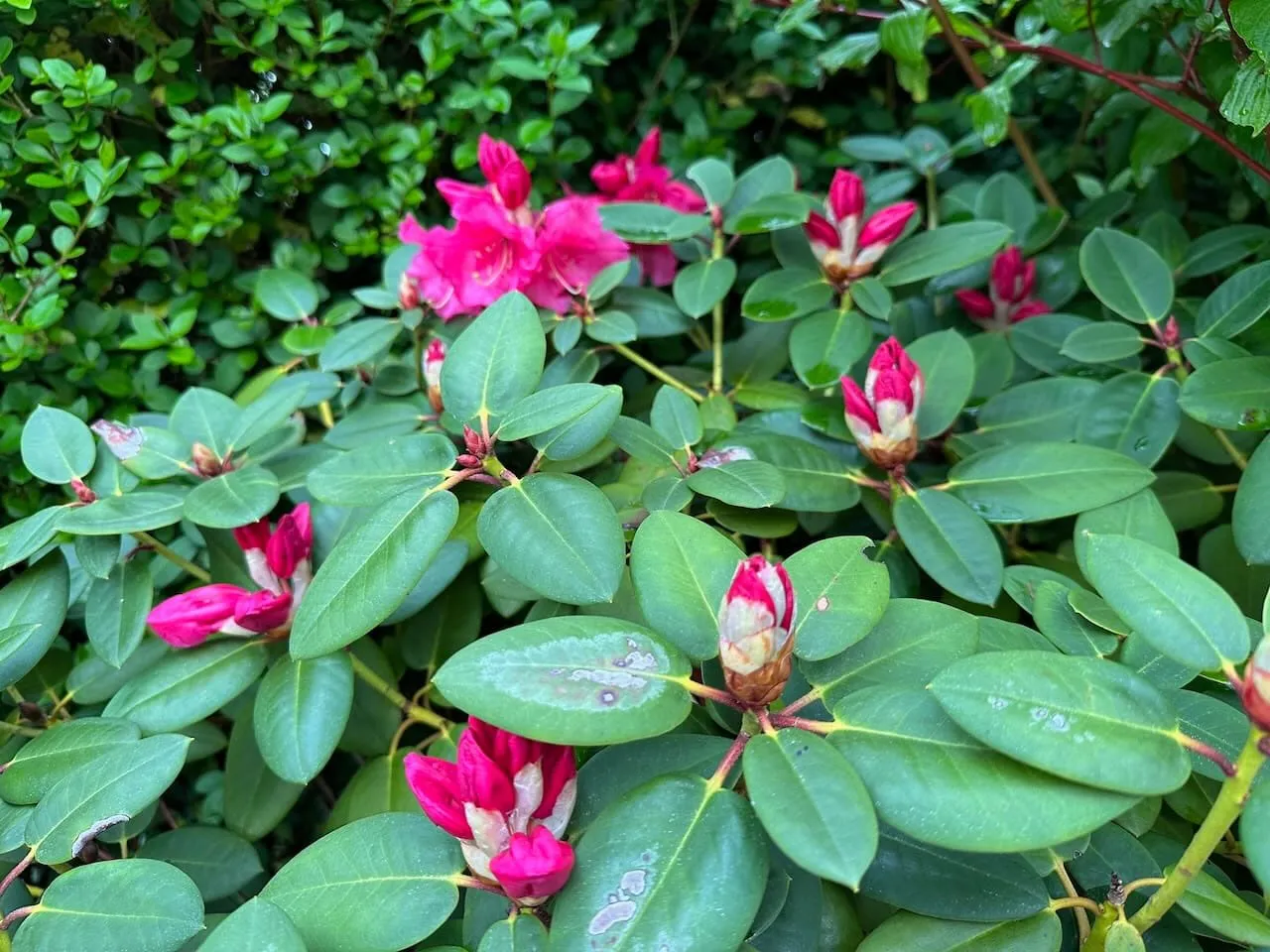 Pink Rhododendron