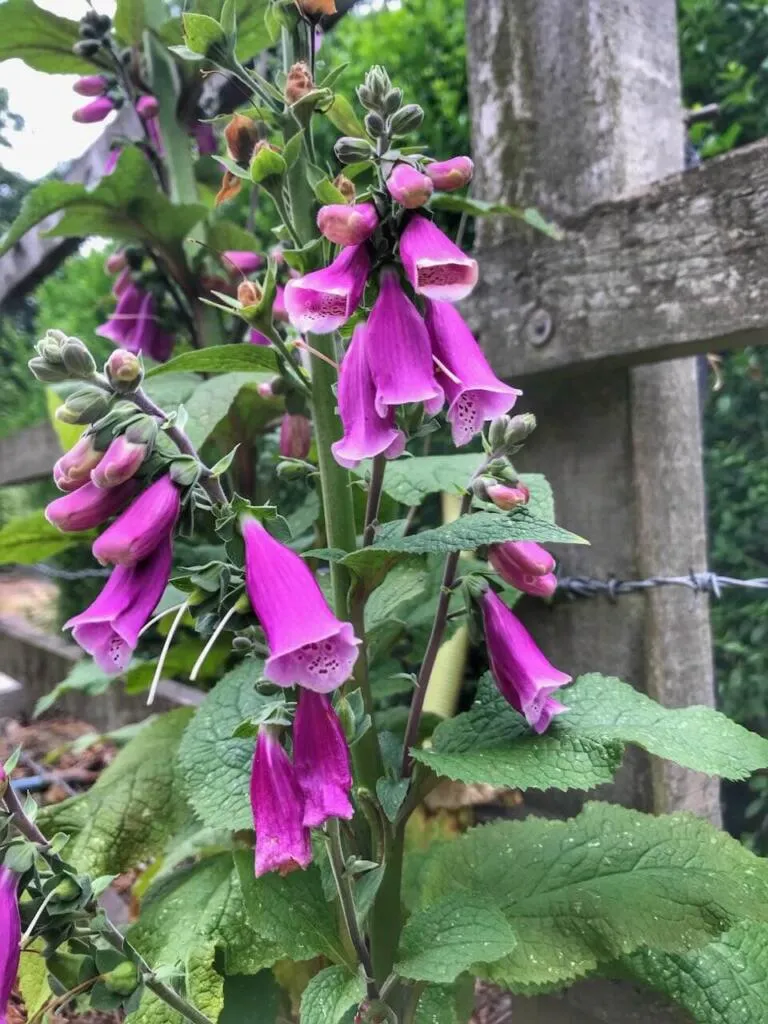 Planting foxgloves in july
