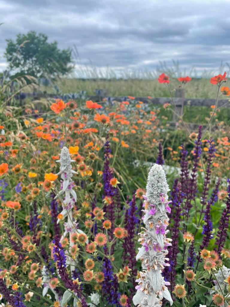 Salvia in a herbaceous border
