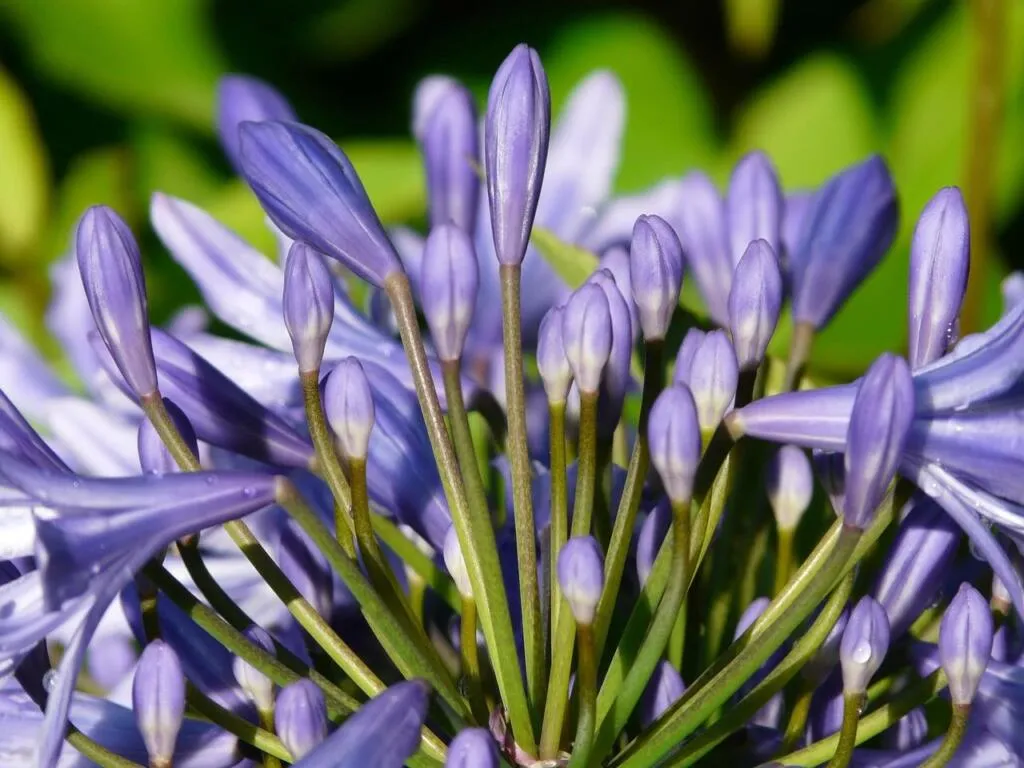 Deciduous Agapanthus