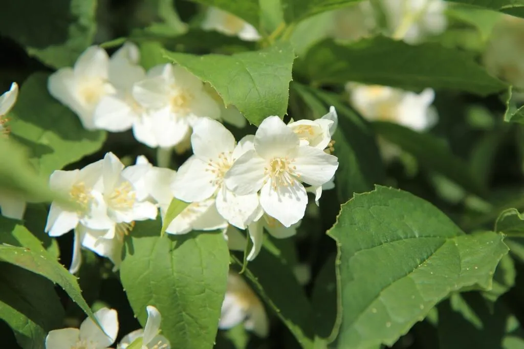 Mock orange pruning guide