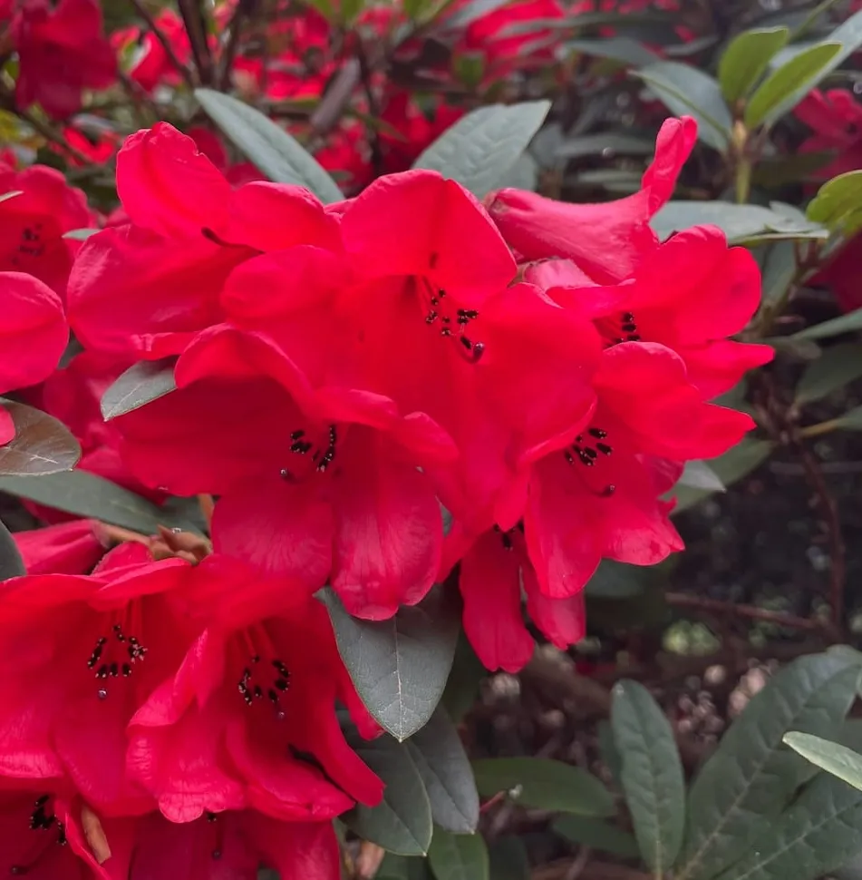 A red rhododendron
