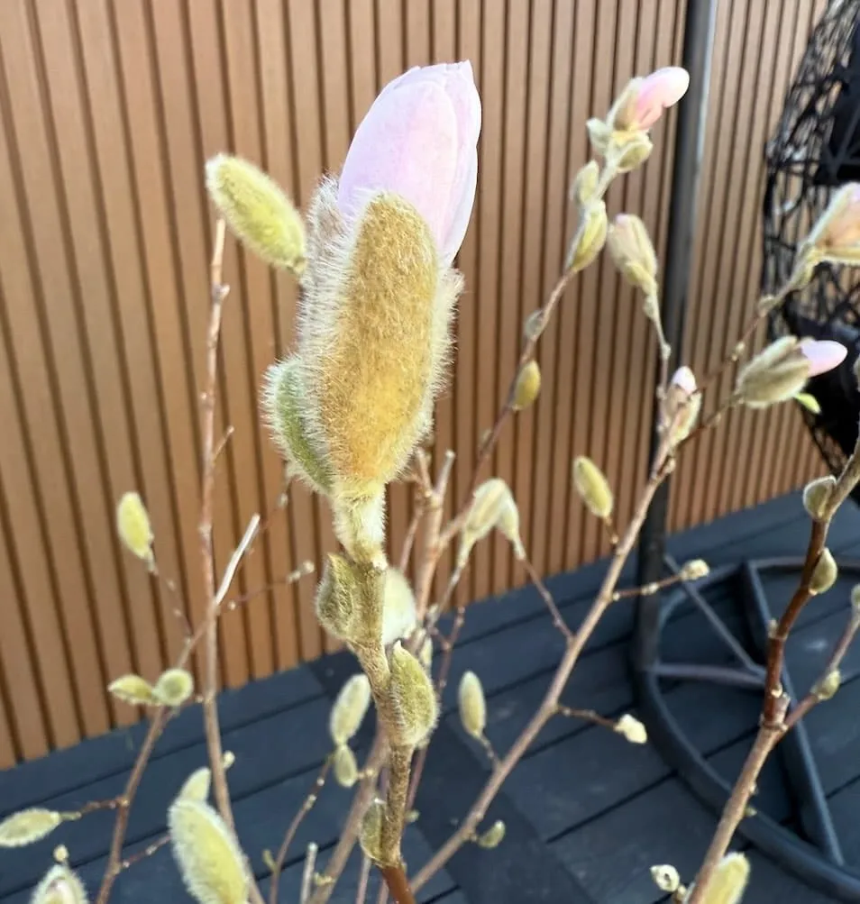 Magnolia buds and pruning guide
