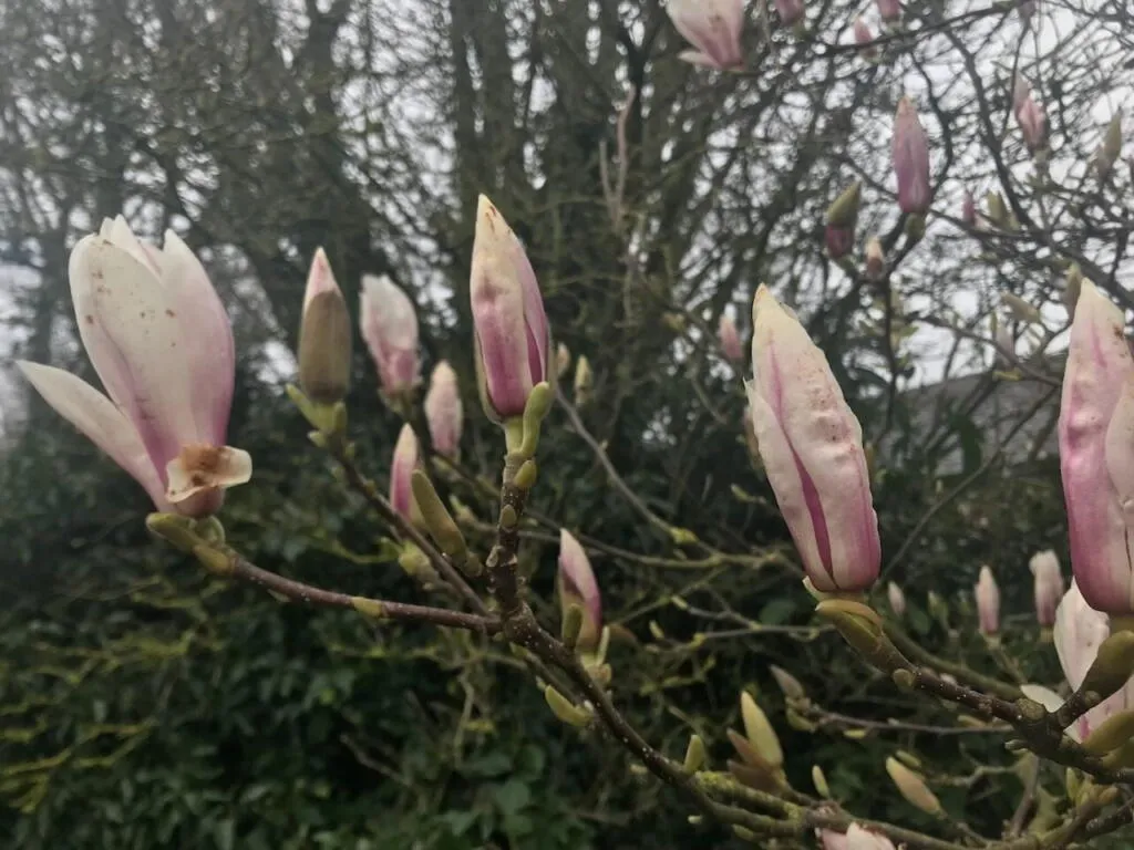 Magnolia flowers about to open