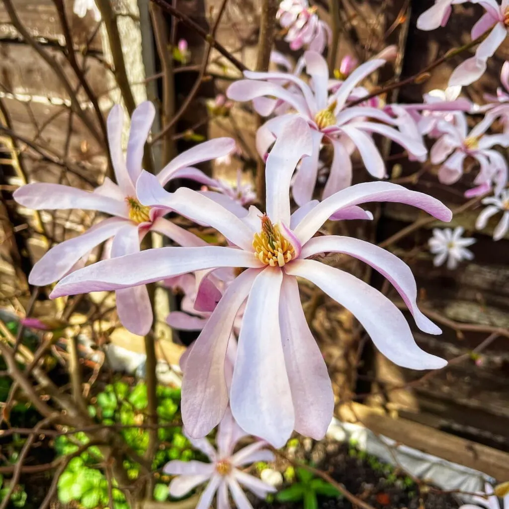 Star magnolia pruning guide