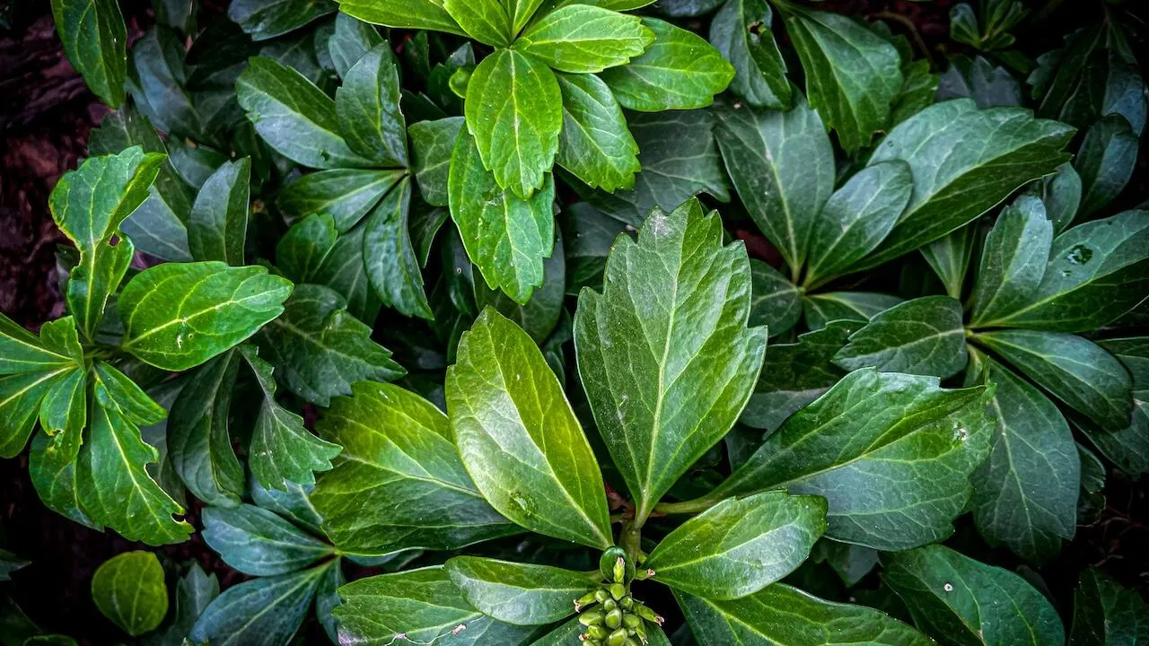 Shade loving plants