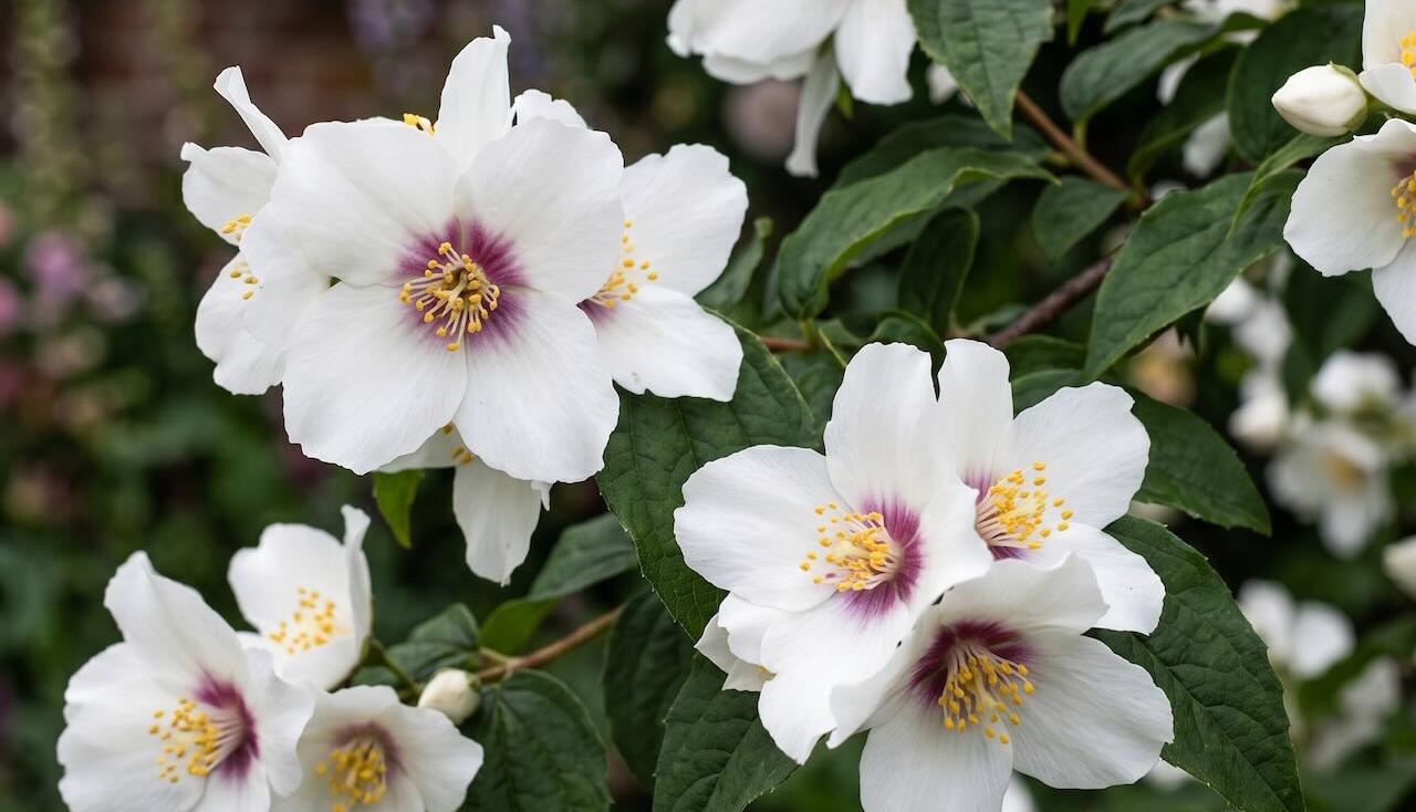 Belle etoile mock orange