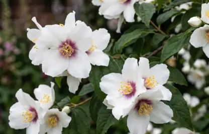 Belle etoile mock orange