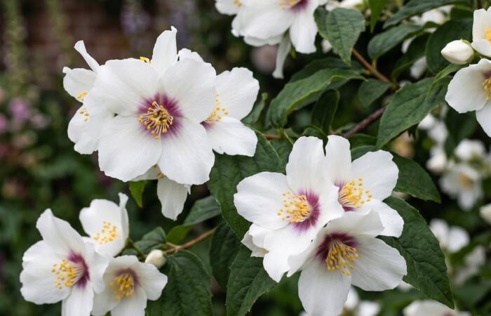 Belle etoile mock orange