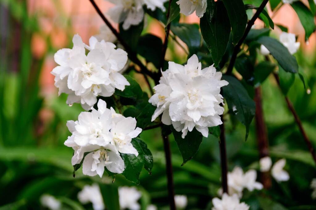 Virginal mock orange