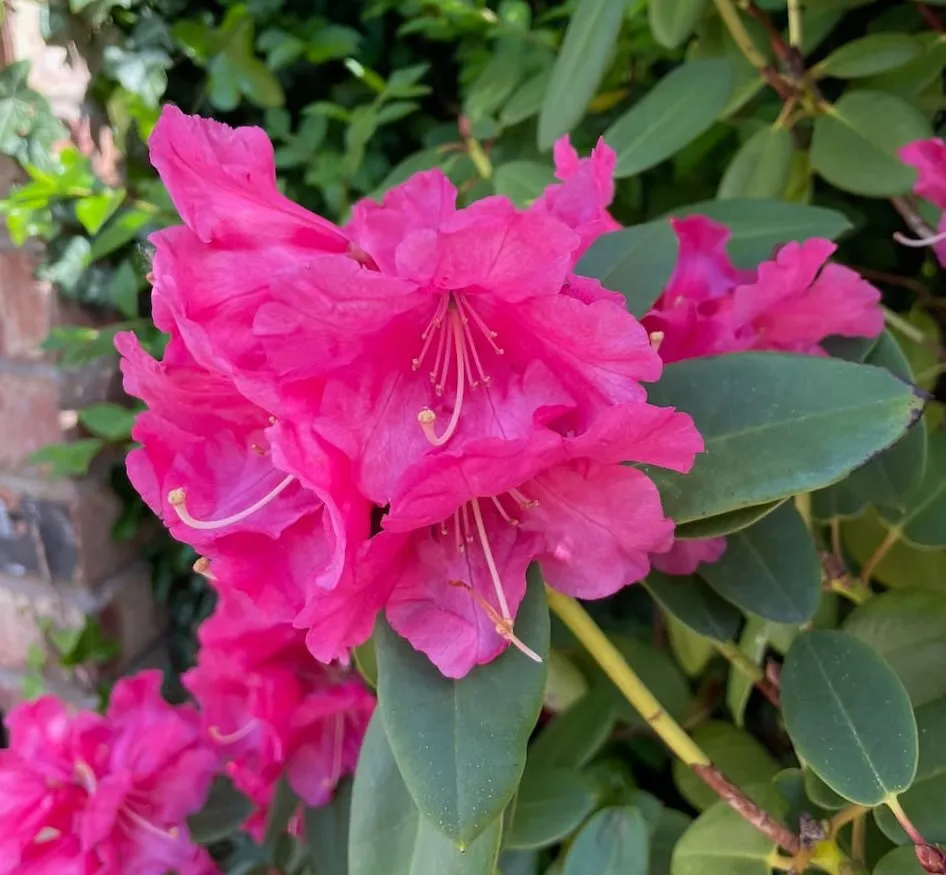 Lee Burkhill demonstrating rhododendron care and pruning technique
