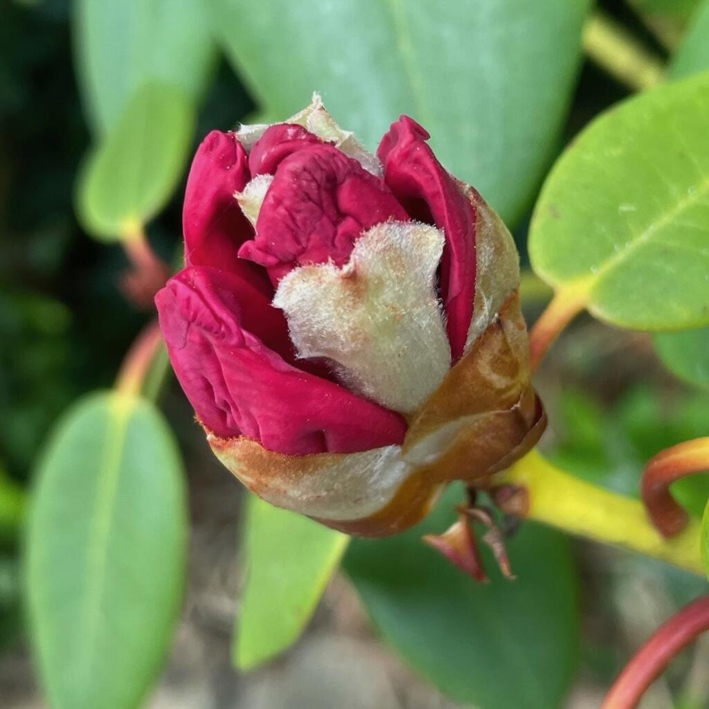 A flowering bud