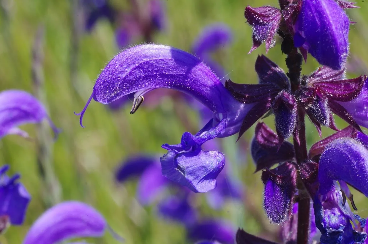 Tender salvias