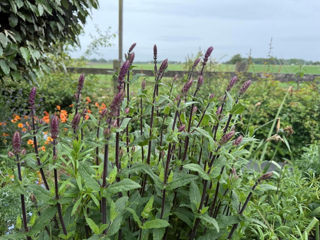 Purple salvia