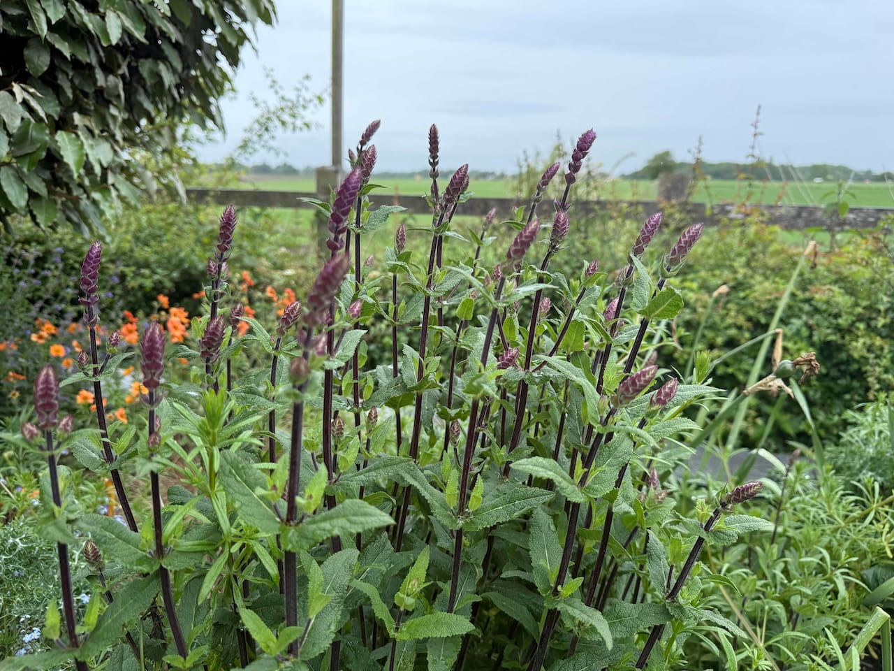 Purple salvia