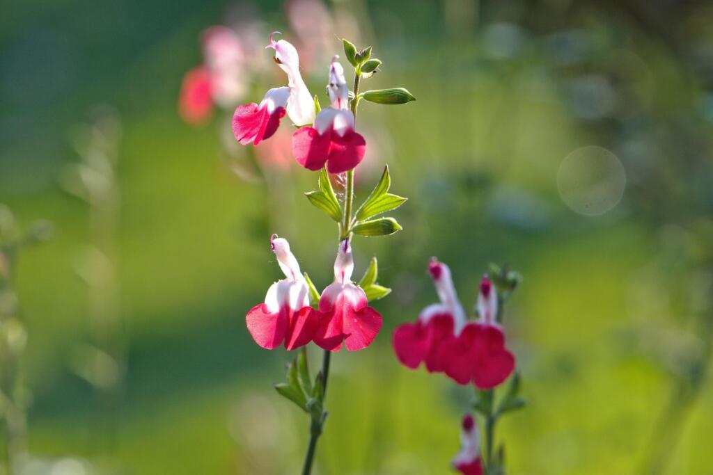 Hot lips salvia
