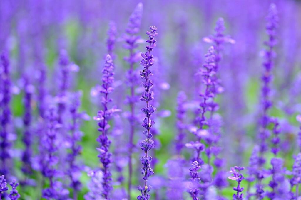 Salvia sylvestris herbaceous salvias