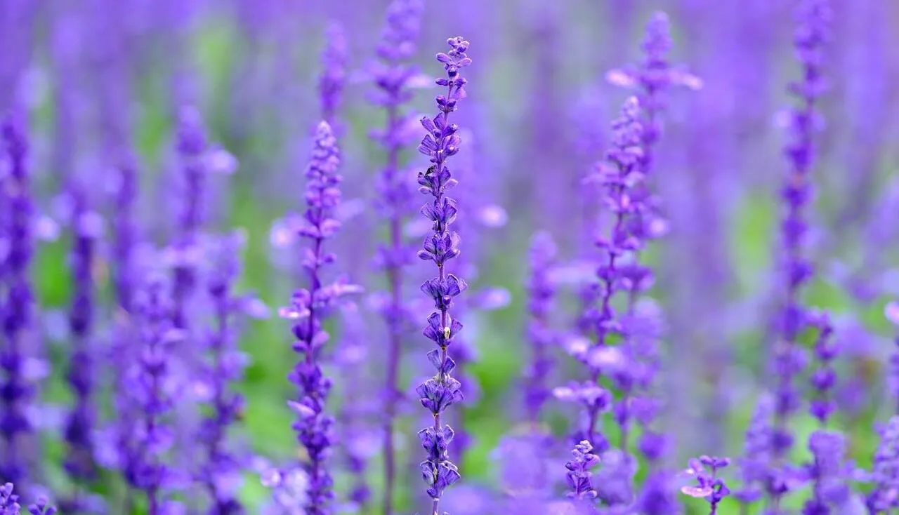 Salvia sylvestris herbaceous salvias