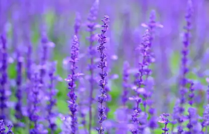 Salvia sylvestris herbaceous salvias