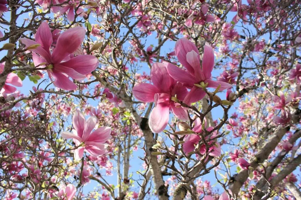 Saucer magnolia
