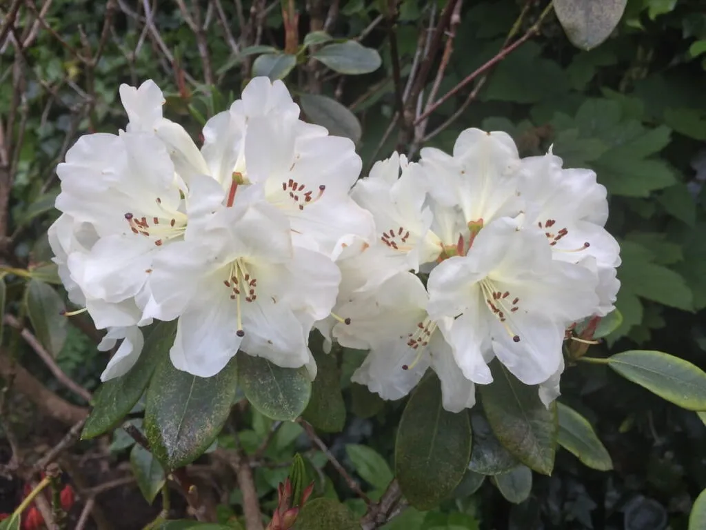 Rhododendron pruning guide