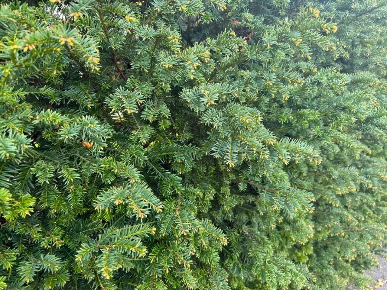 Yew hedging