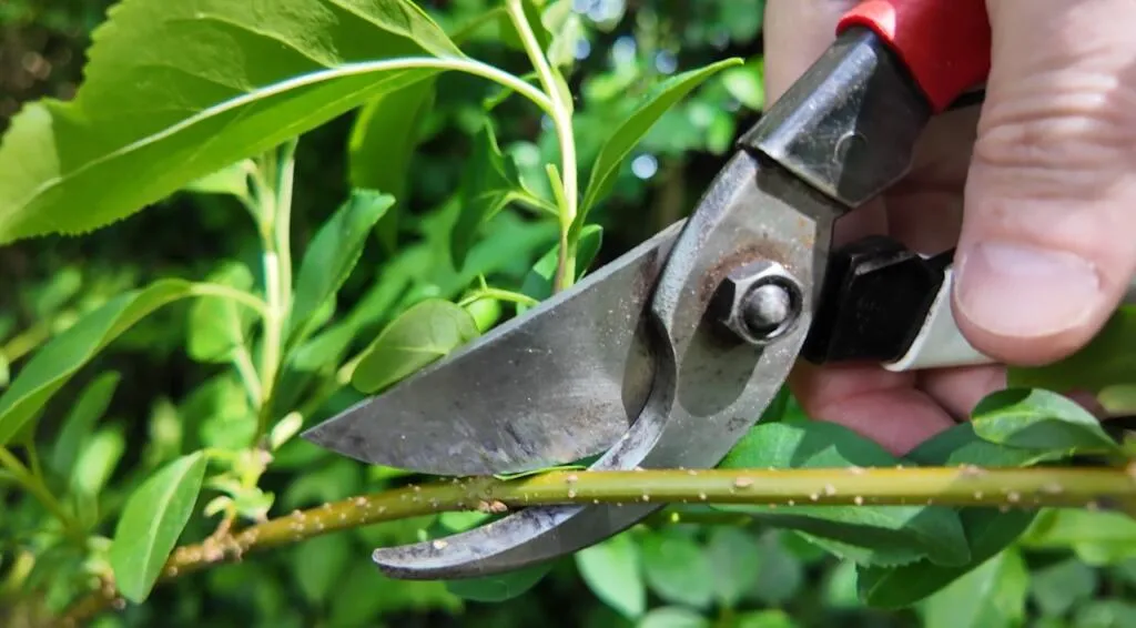pruning forsythia