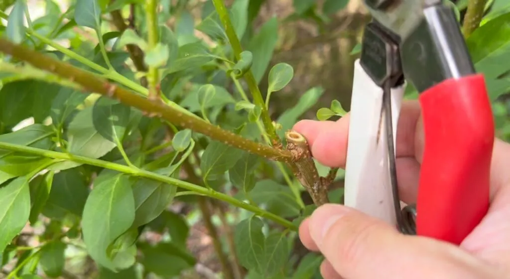 How to prune back a forsythia
