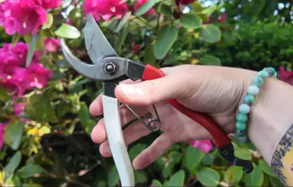 How to prune