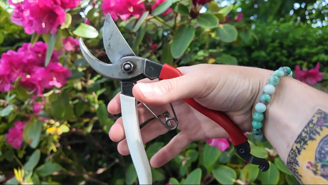 How to prune