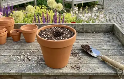 How to repot house plants