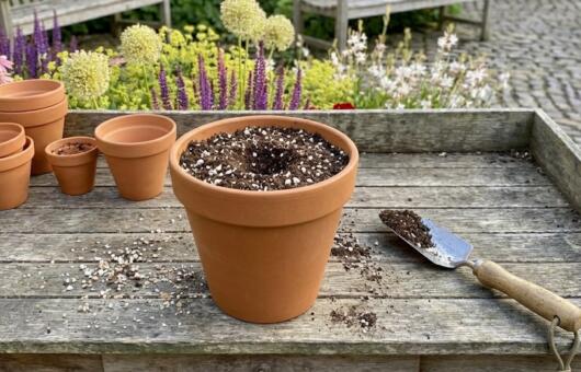 How to repot house plants
