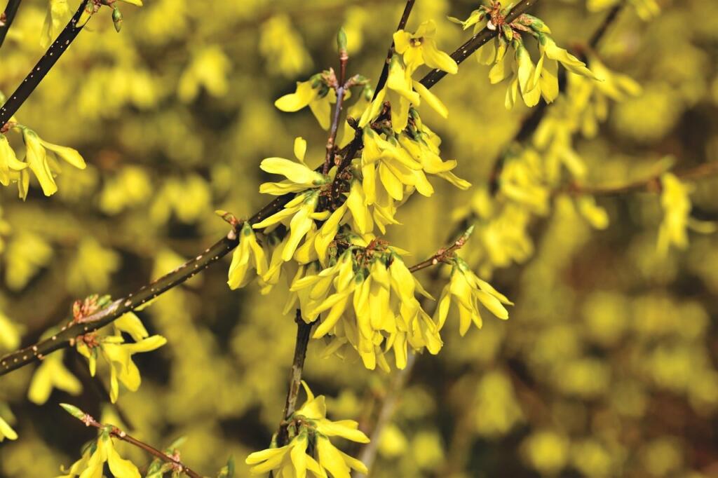 Forsythia pruning guide