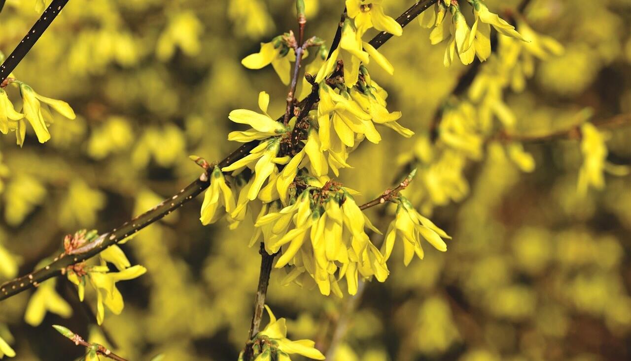 Forsythia pruning guide