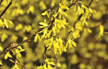Forsythia pruning guide