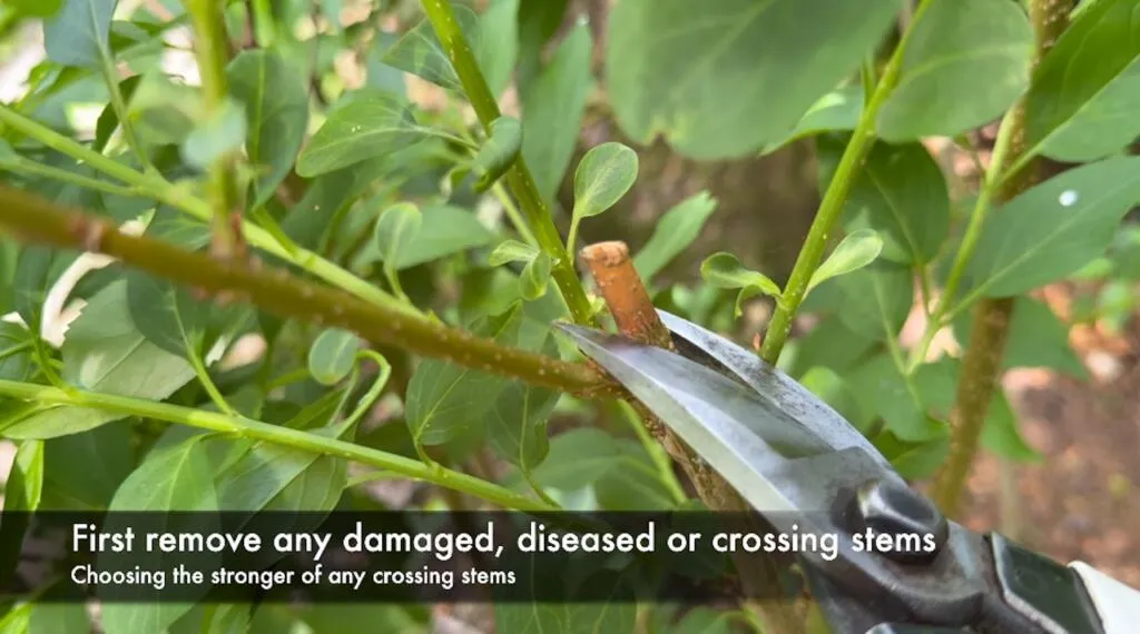 Dead forsythia stem